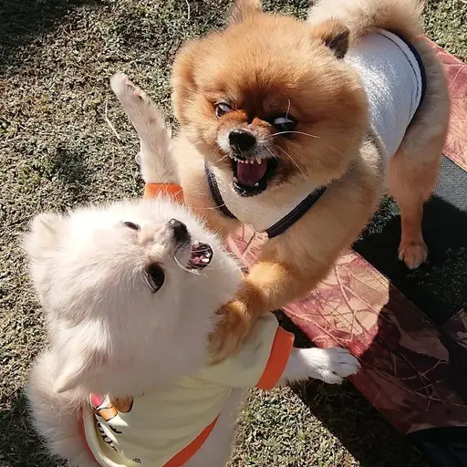 SaltyTeam1404의 흰둥이/갈둥이