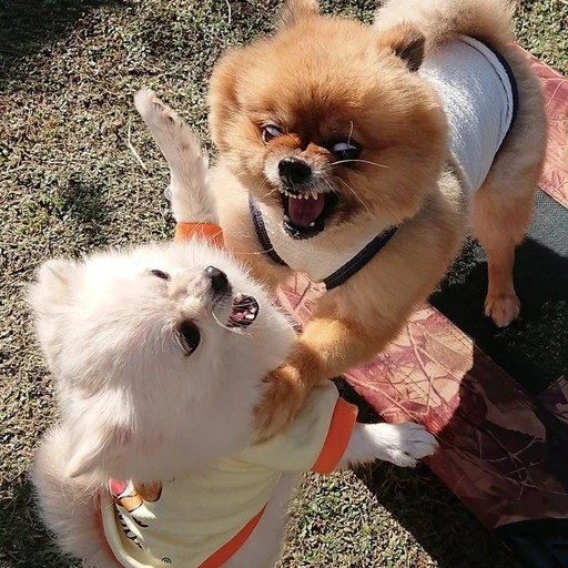 흰둥이/갈둥이