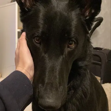 Profile image of 버디