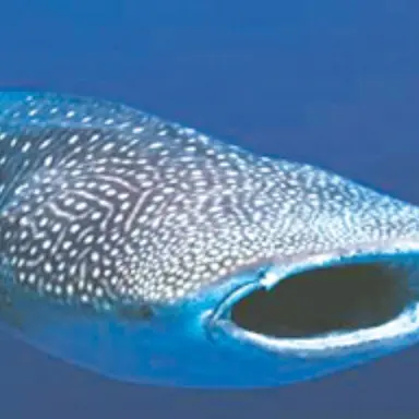 Profile image of 고래상어