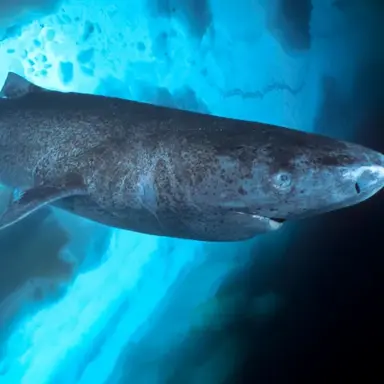 Profile image of 그린란드 상어