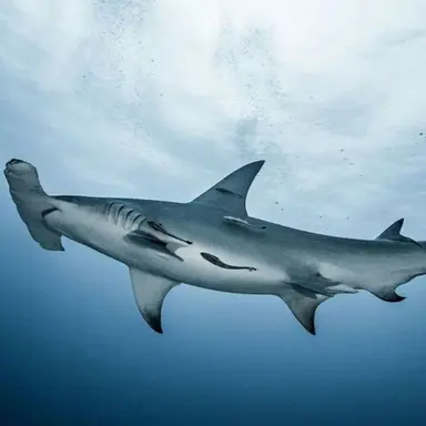 Profile image of 귀상어