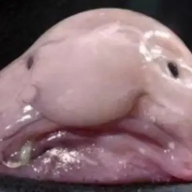 Profile image of 김여우