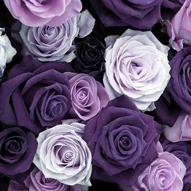 Profile image of 호시나 소우시로