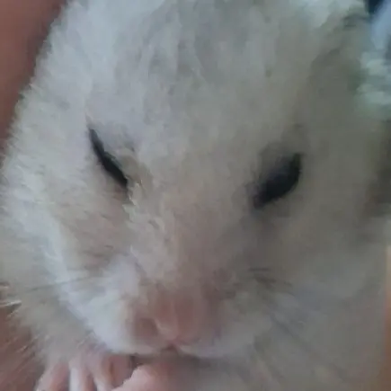 Dfdfddf의 고고프렌즈회사,여우