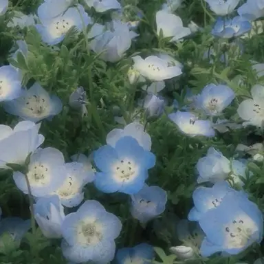 Profile image of しゅあ