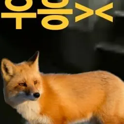 Profile image of 여우