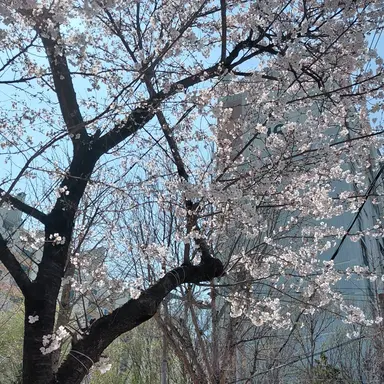 Profile image of 테르저디