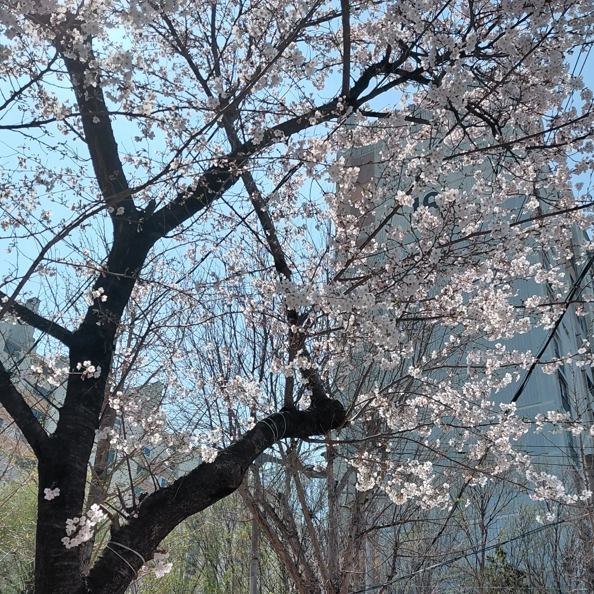 Lachet의 청춘?