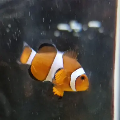 Profile image of 제미니