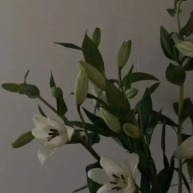 Profile image of 강세라