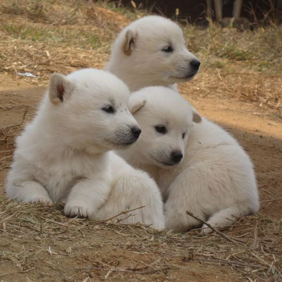 강아지 가족