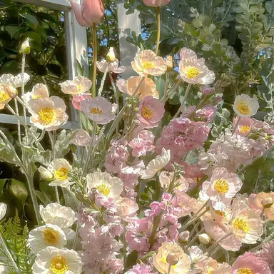 Profile image of 윤채하