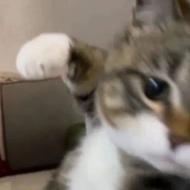 Profile image of 猫