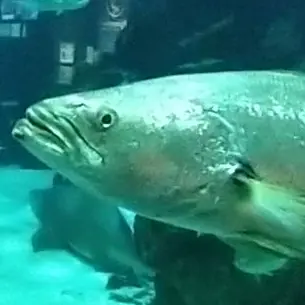 Profile image of しきに
