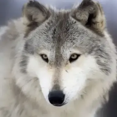 Profile image of 박늘대