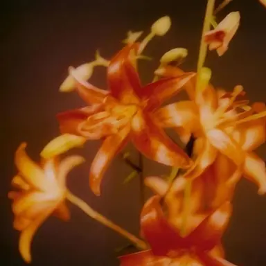 Profile image of 한턔삱