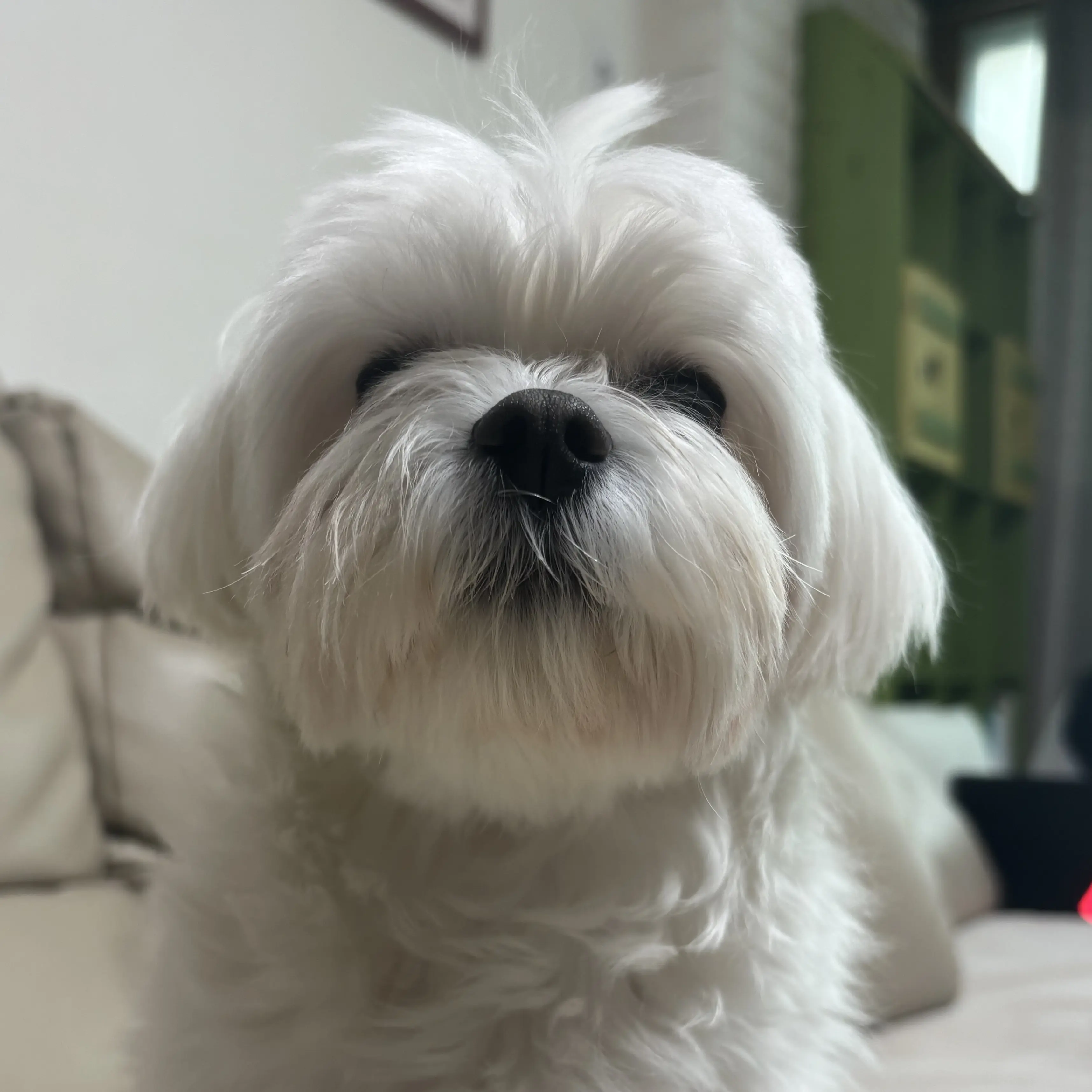 LankyRobin1416의 시연이 패거리