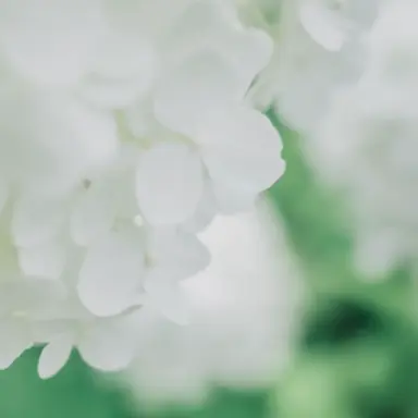 Profile image of 玲苑