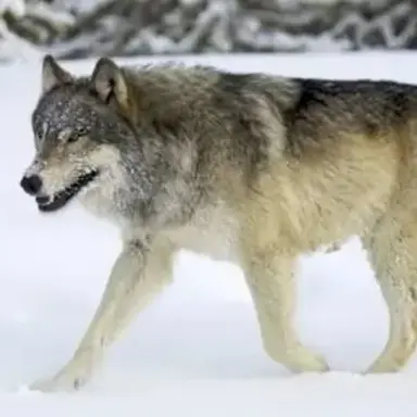 Profile image of 늑대