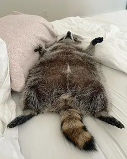 Profile image of 코코