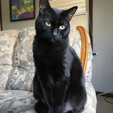 Profile image of 까미