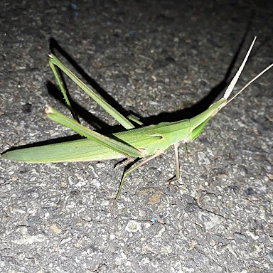 방아깨비 암컷