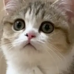 Profile image of TSC