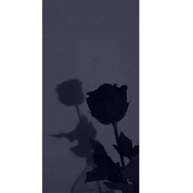Profile image of 쉐도우밀크 쿠키