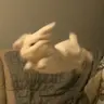 Profile image of 공룡 . 각별-동거