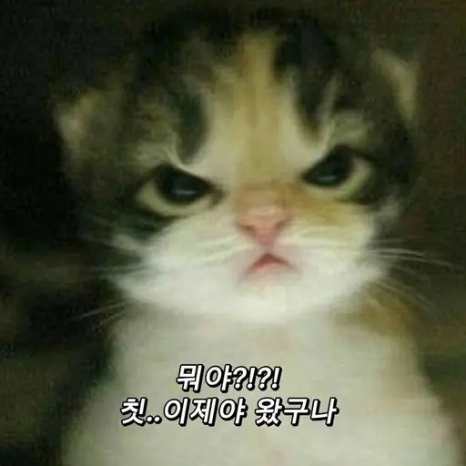 Ppuing의 요상한 고앵앵앵이