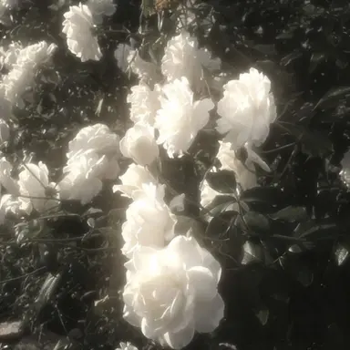 Profile image of 김수안