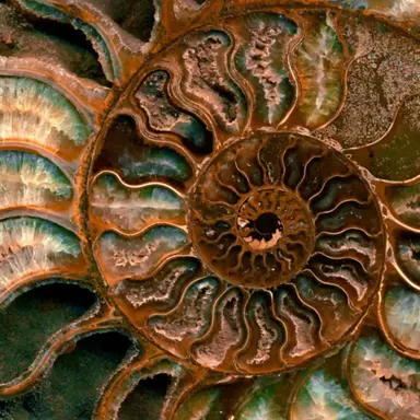 Profile image of 최 랑