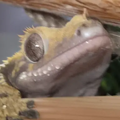 Profile image of チェ・スヒョク