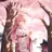 美桜