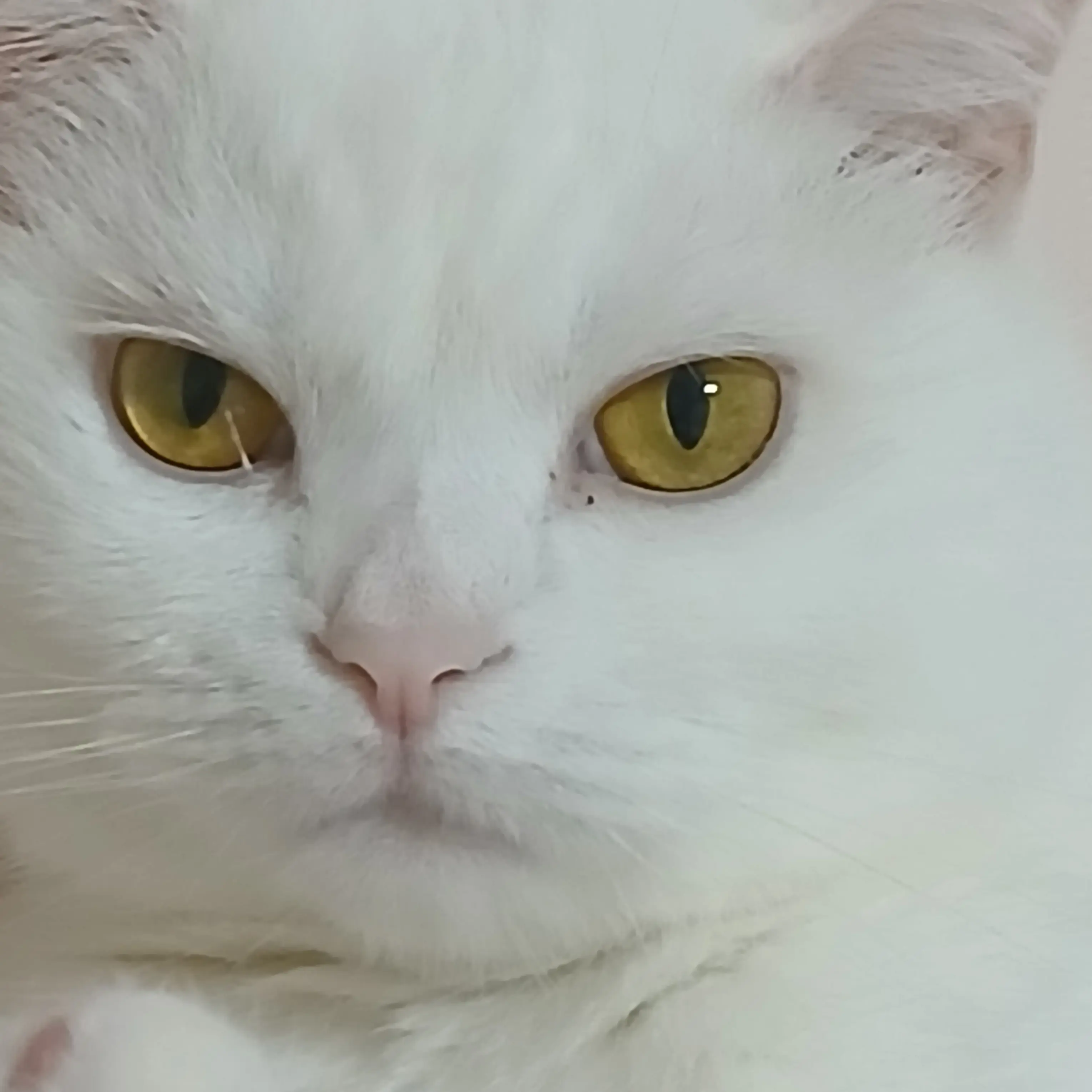 NoisySkate8612의 신비아파트x오징어게임2시즌