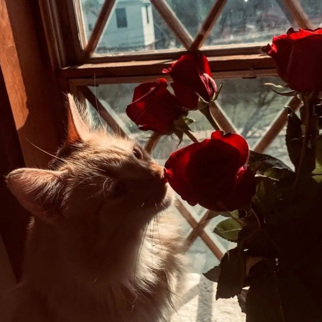 lcomq의 난 한 사람만 바라볼거야.