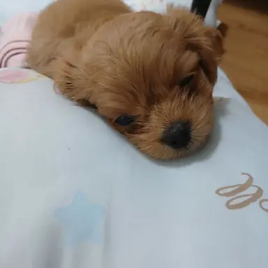 Profile image of 덕개