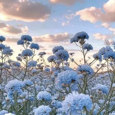 Profile image of 파이브