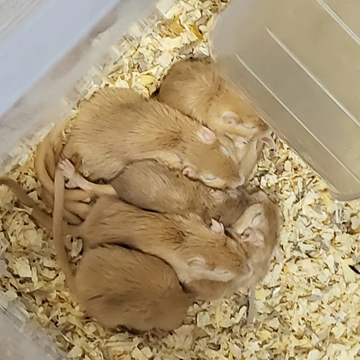 사춘기온 져빌