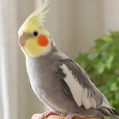 Profile image of P-chan