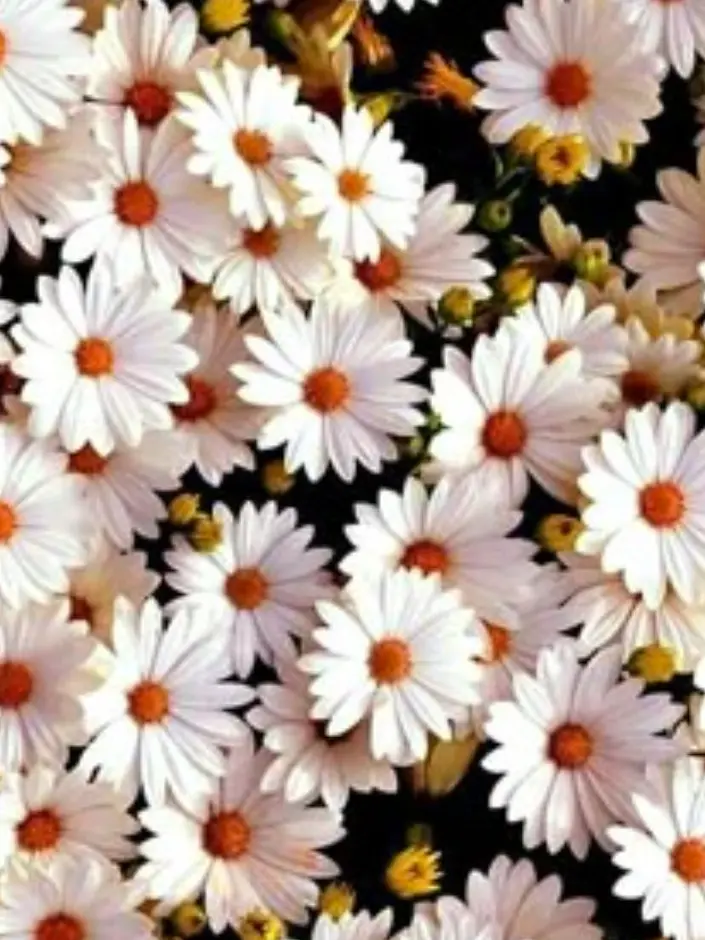 HSRD-Heptagram의 좋아하는거 알잖아.