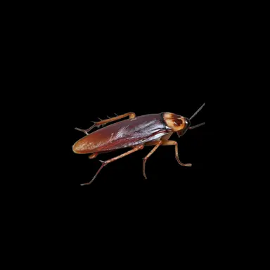 Profile image of 바퀴벌레 1