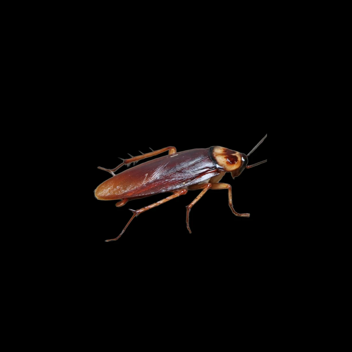 바퀴벌레 1