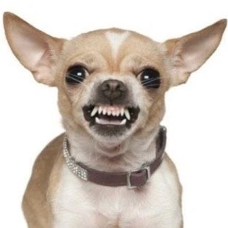 치와와