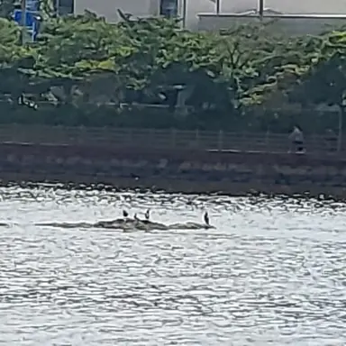 Profile image of 덕개