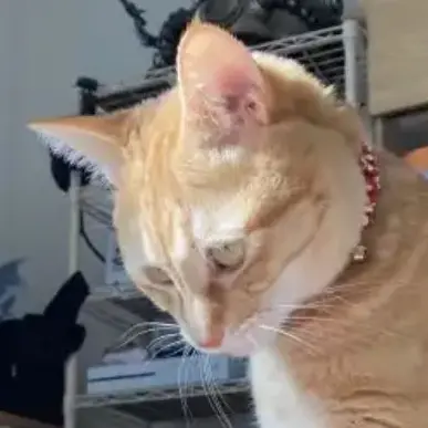 ThinPuli9334의 미겜즈 호원오해