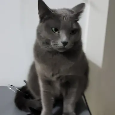 Profile image of 독사