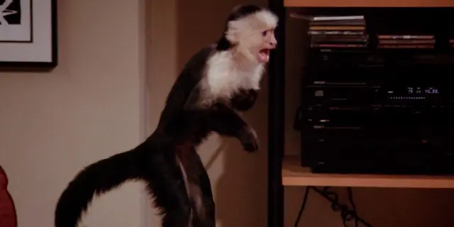 Profile image of Marcel The Monkey