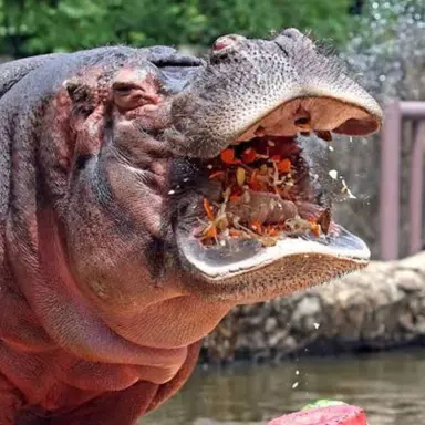 Profile image of 박 햐뫄